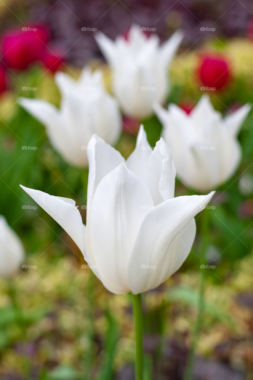 White tulip in blossom.