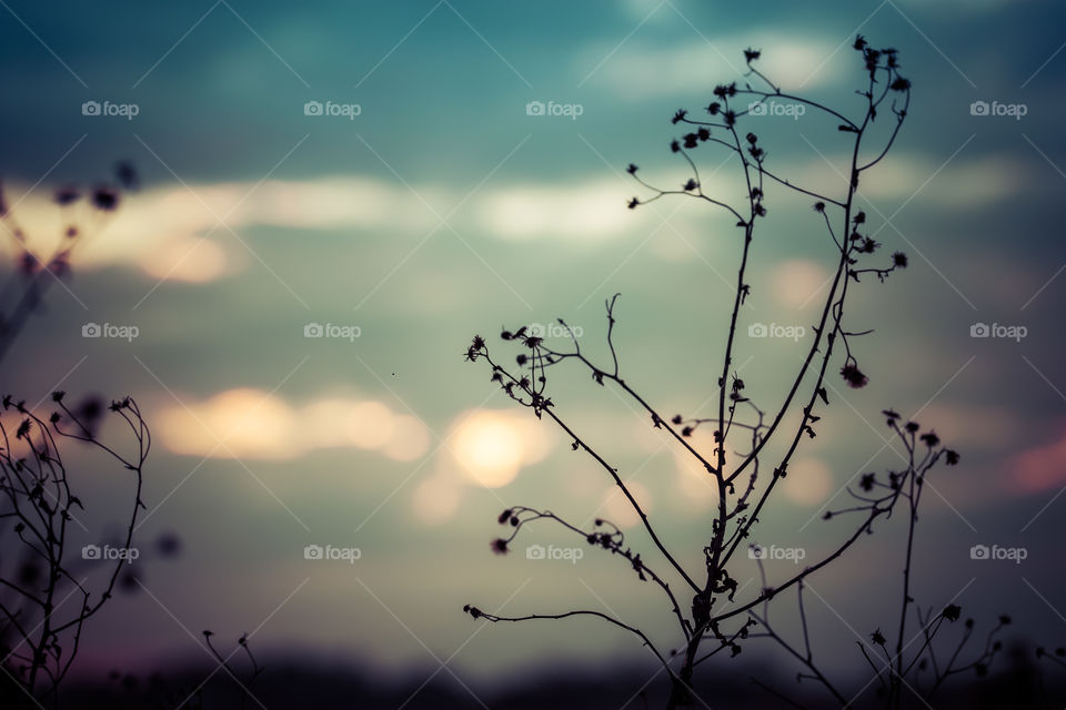 Dead weeds in evening sky
