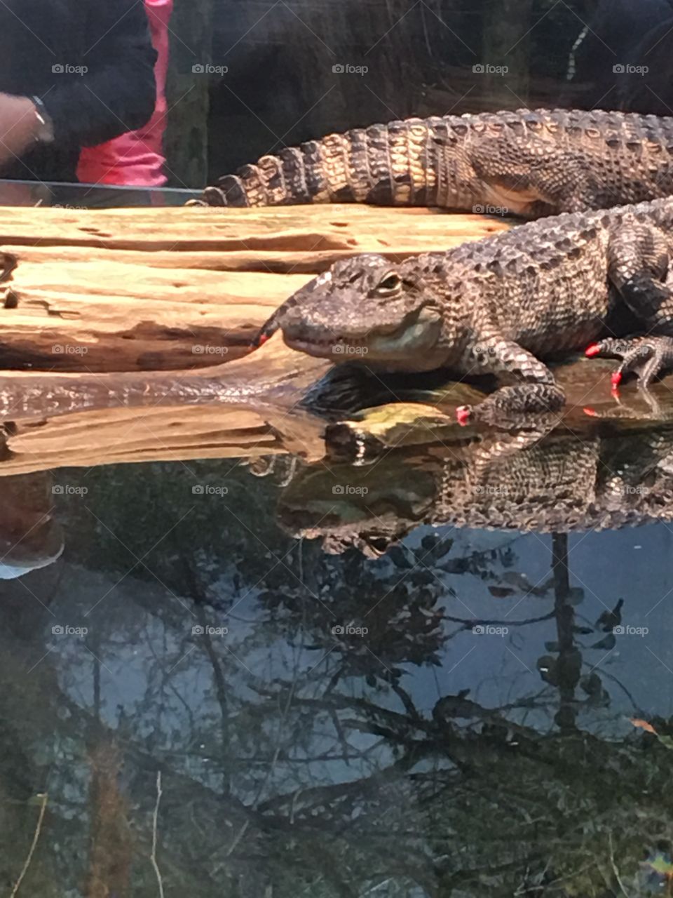 Another perspective view of the alligator at the Aquarium. It’s got little rubber pink nails on its feet. 