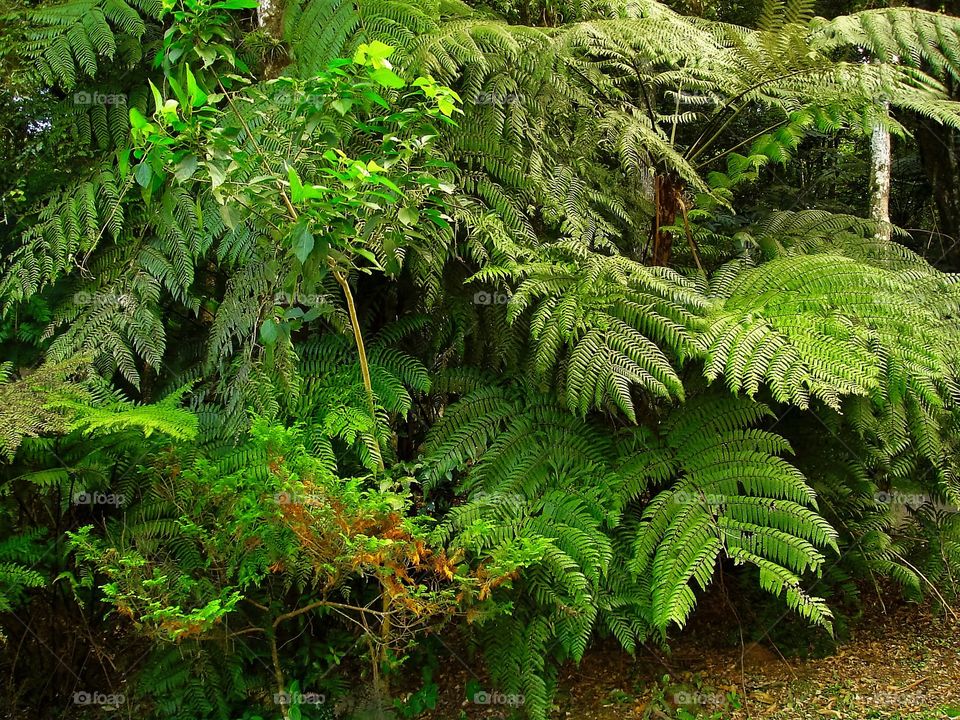 Tree fern feet/Pés de xaxim.