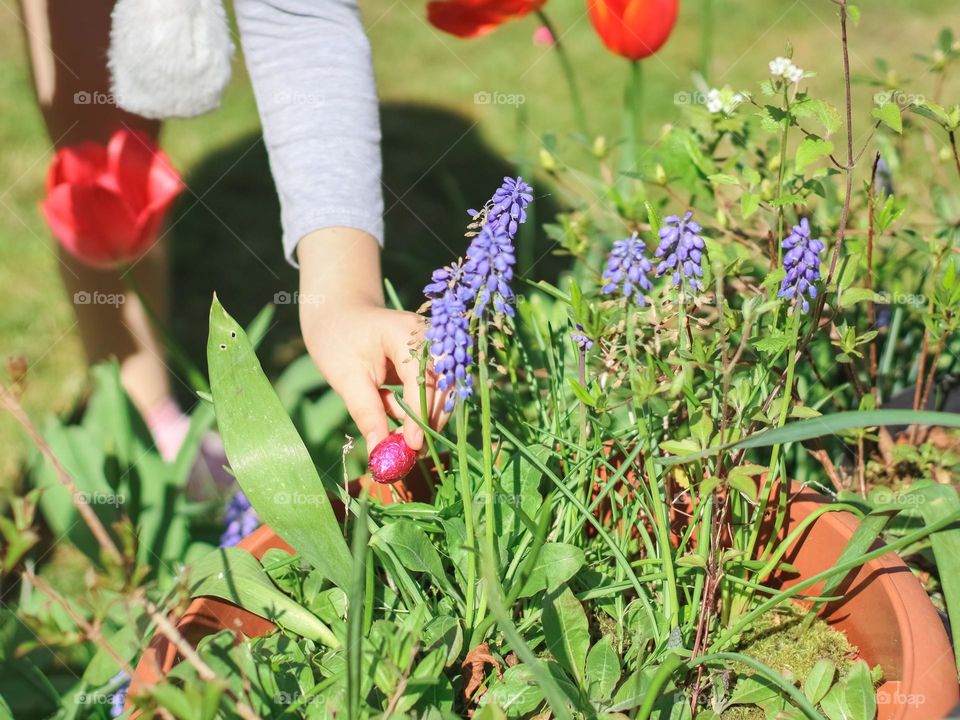 The hand of a little caucasian girl takes out a chocolate easter egg in a lilac shiny wrapper made of hyacinth flowers in the backyard garden on a clear sunny day, close-up side view. Easter tradition concept.