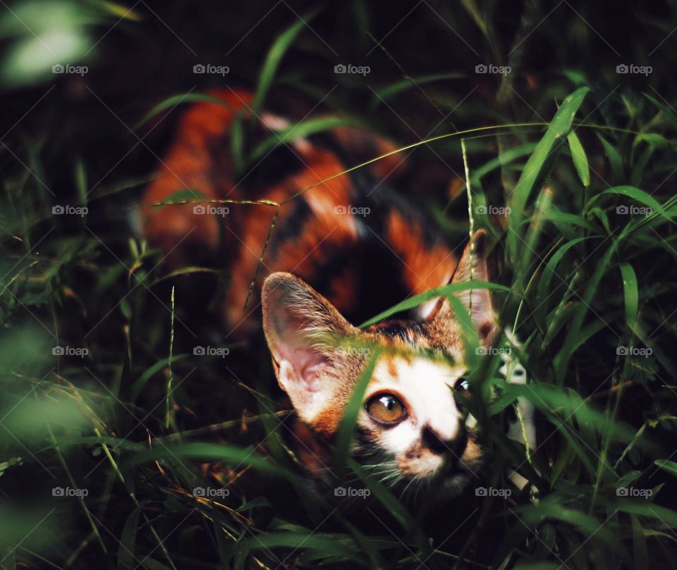 Little cat hiding on the grass 