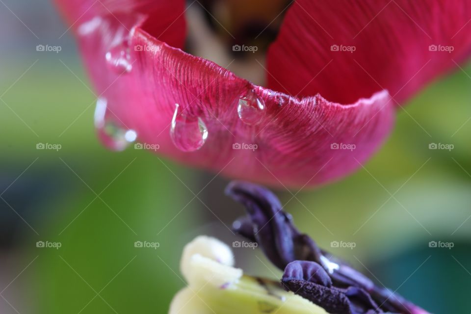 water drops tulip macro