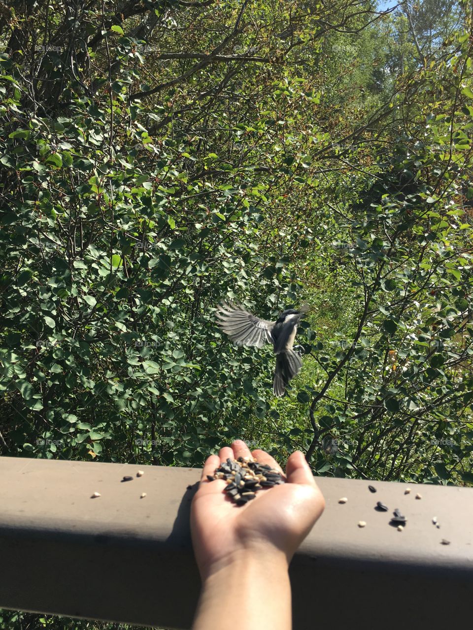 Bird, Outdoors, Tree, One, Nature