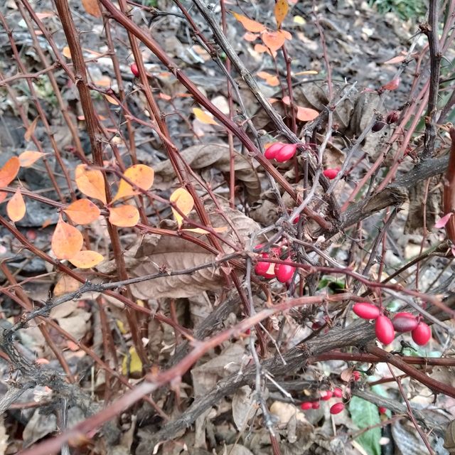 late autumn