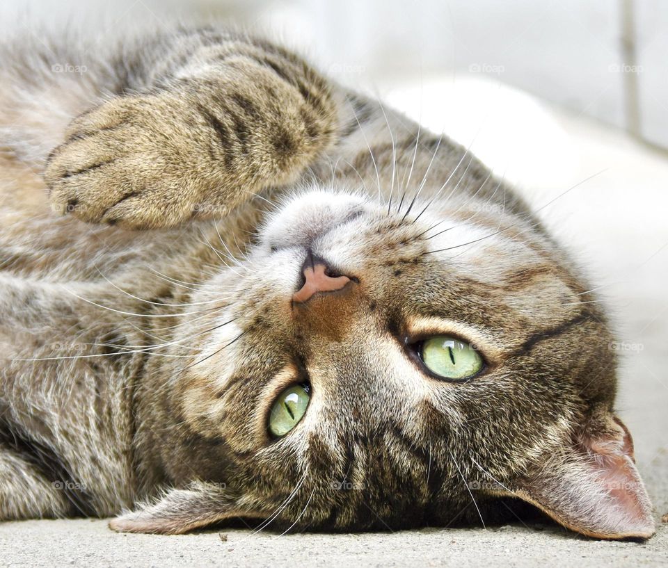 Gray tabby cat resting upside down