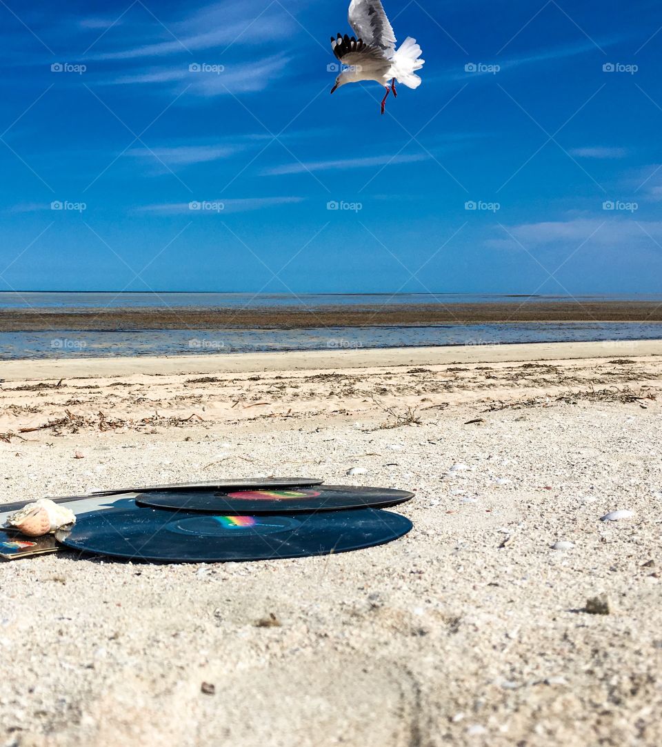 Snow White seagull hovering  flying over vinyl music records on remote tropical beach, ocean horizon
