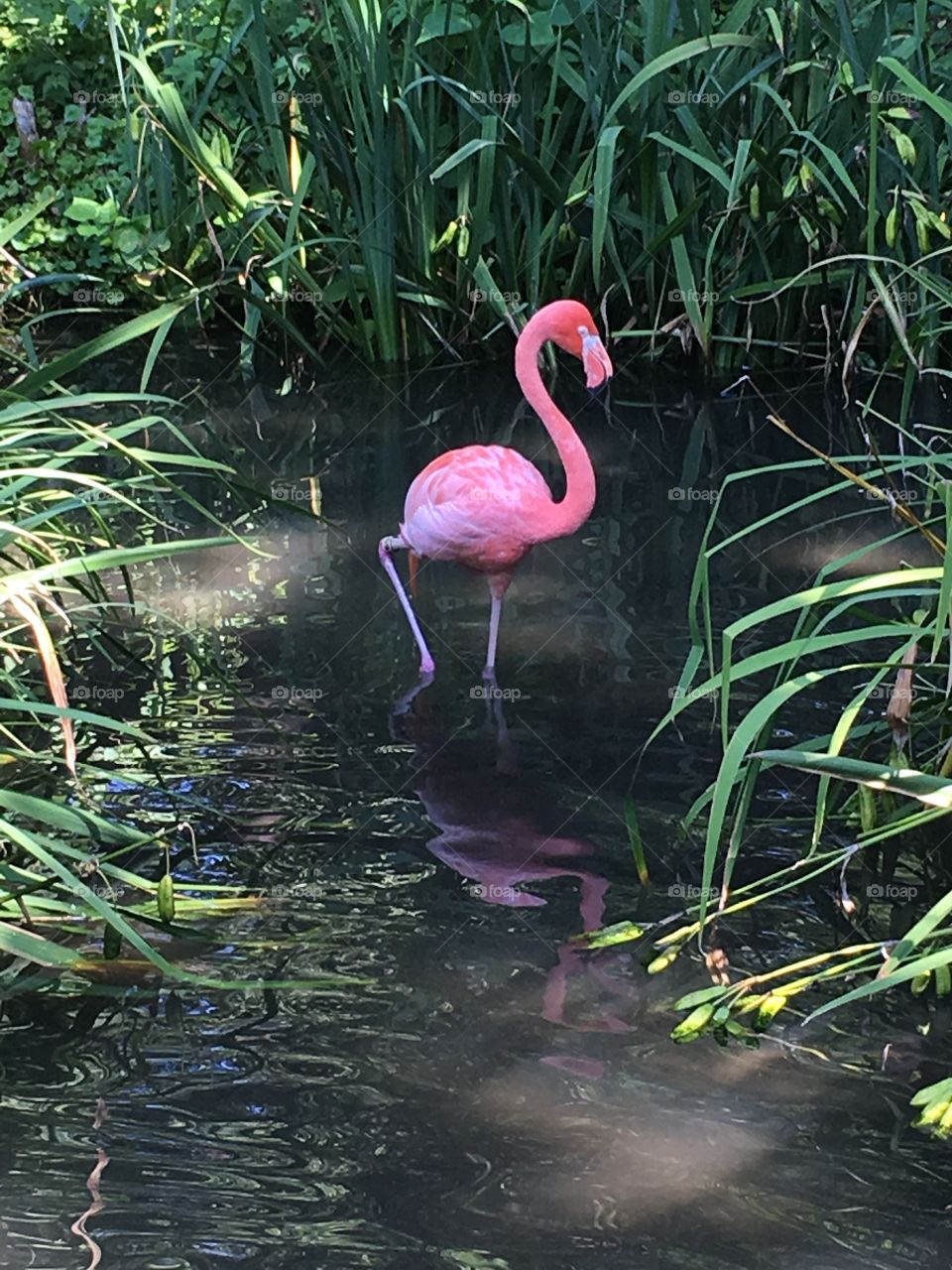 Pink Flamingo