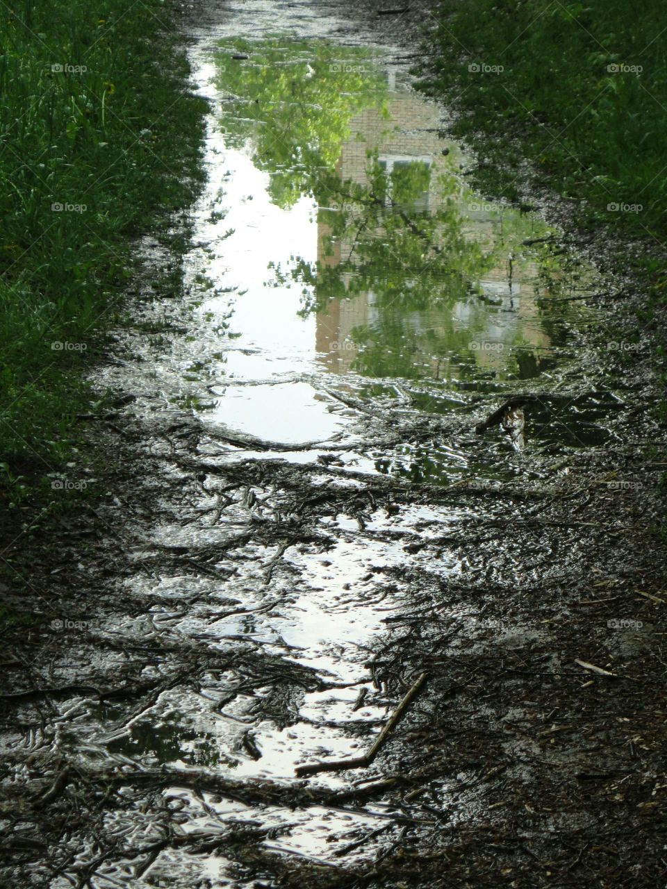 Reflection of trees in puddle