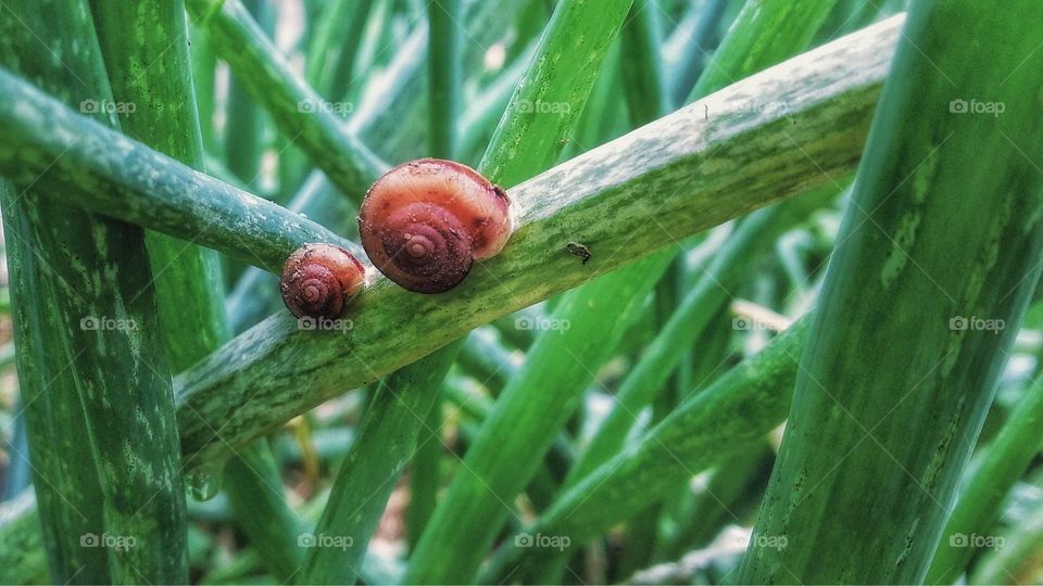 Snail couple