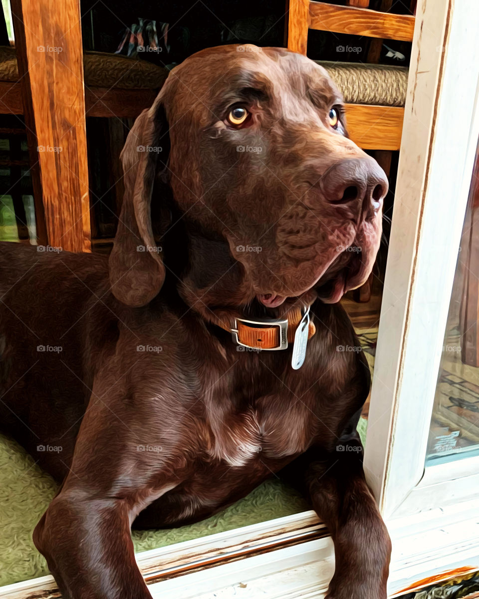 Small Charles the Hound