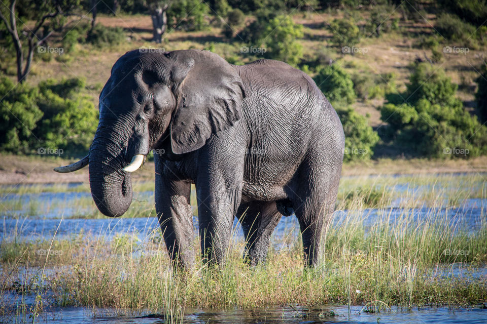 Elephants 