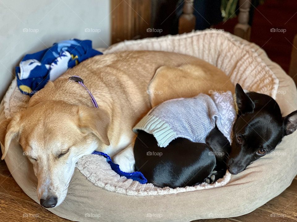 Large tan and white dog cuddle with small black dog. There are in a pet bed and the small dog is wearing a sweater.