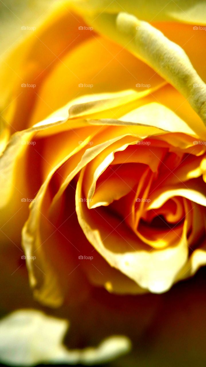 Yellow Rose