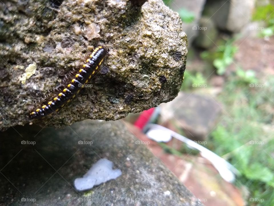 unseen Indian worm 2017