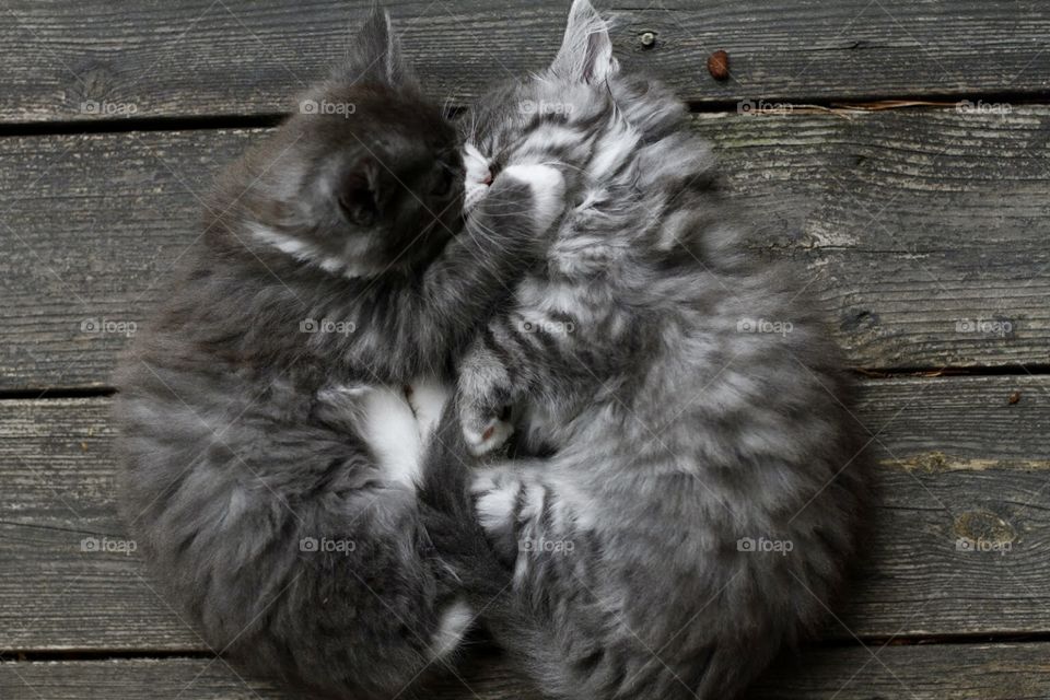 Cute cats couple