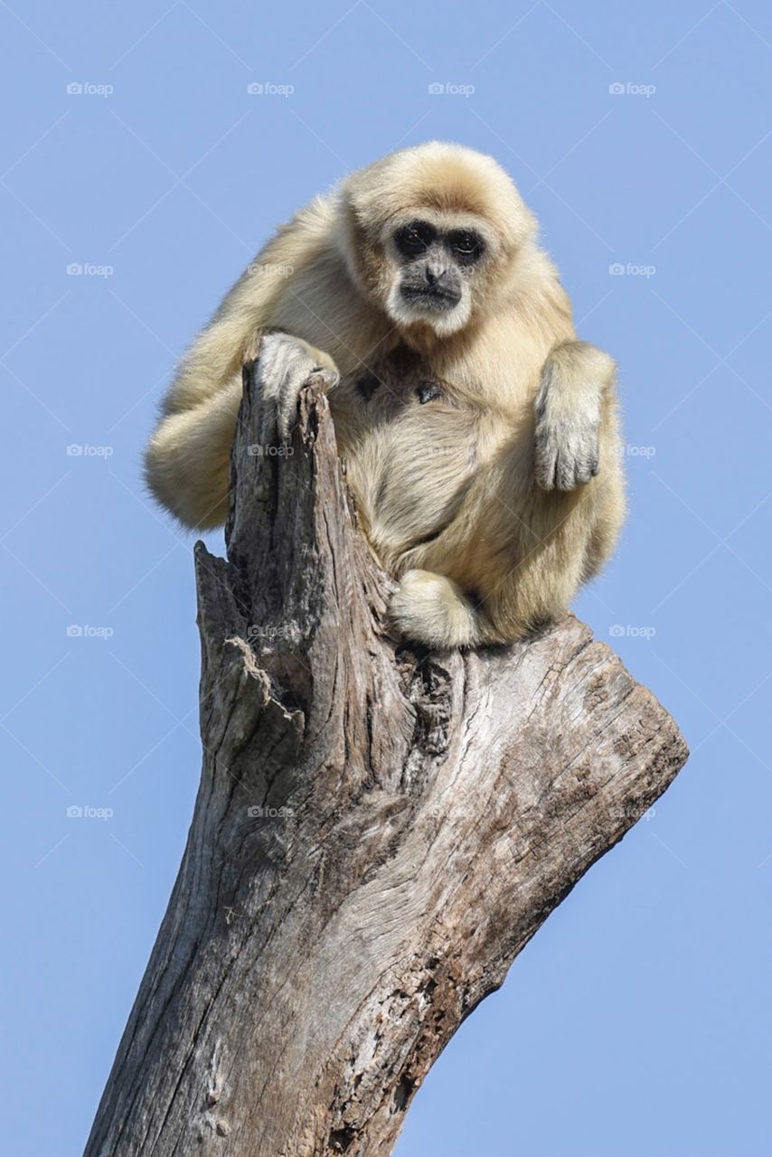 White Gibbon perched on top of a tree stump