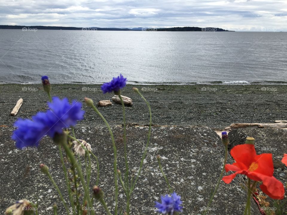 Flowers by the grey ocean