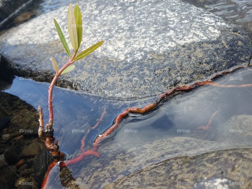 Life always fines a place to strive