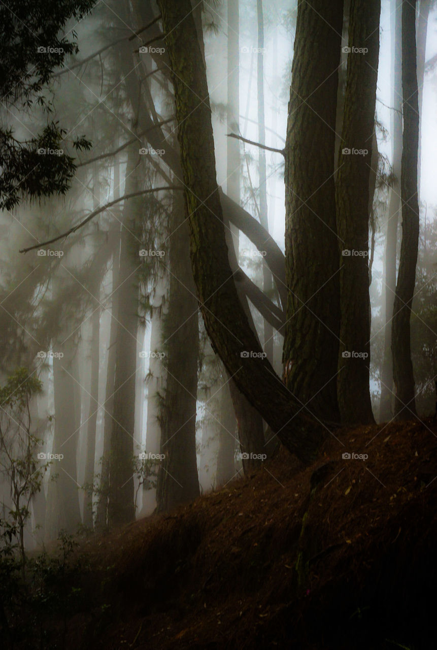 Enchanting forest. Dark rainforest, rainforest in Sri Lanka, dark forrest