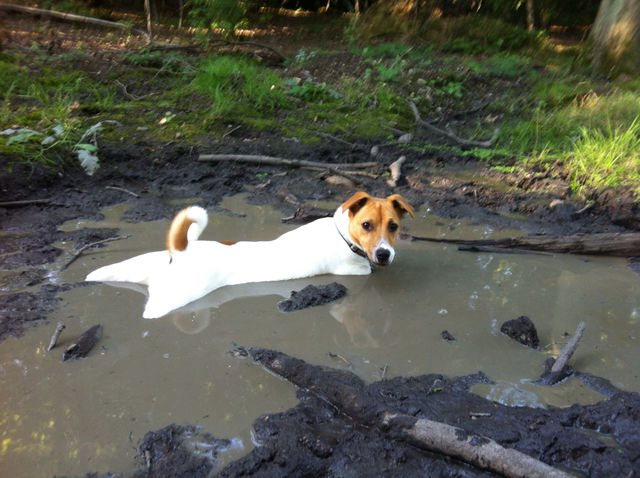 dog animal mammals cool by neild