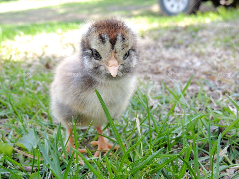 Brown and gray chick looking around outside in the grass