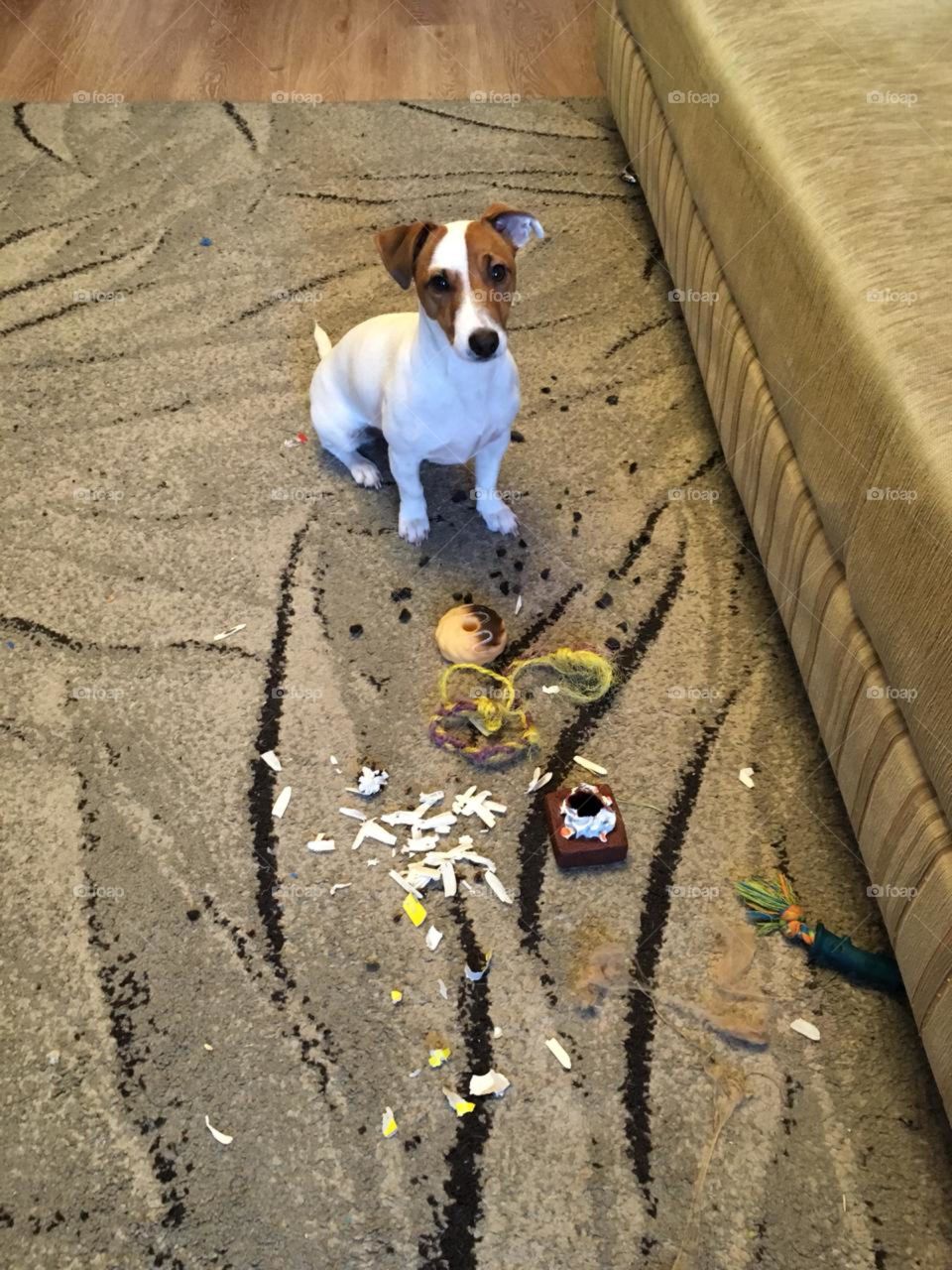 A little dog puppy Jack Russel broke her toys and made a mess 