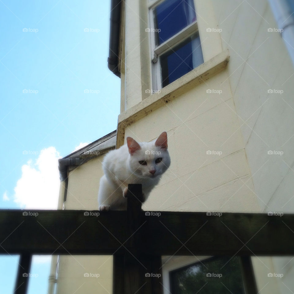 sky white cat hungry by curly_phil