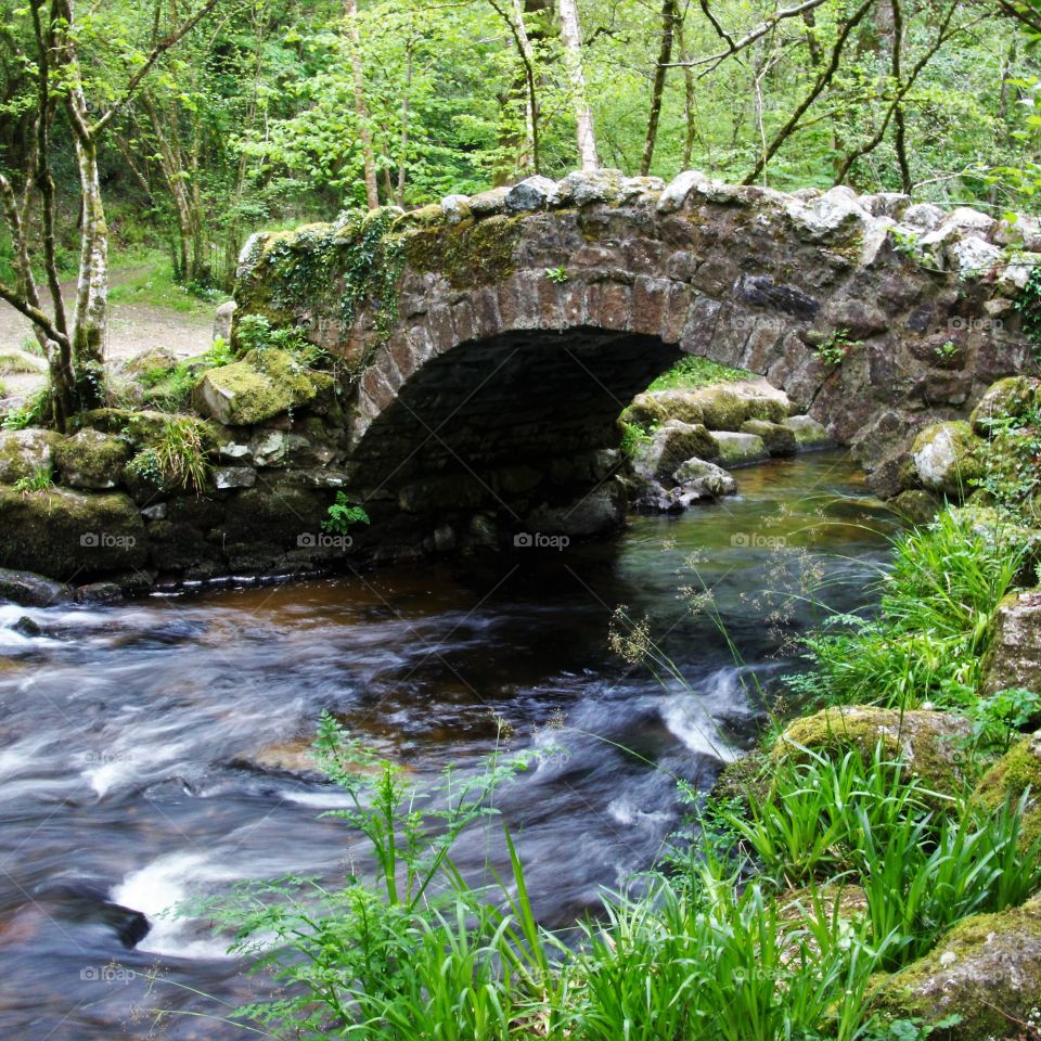 Water, Stream, Nature, River, Wood