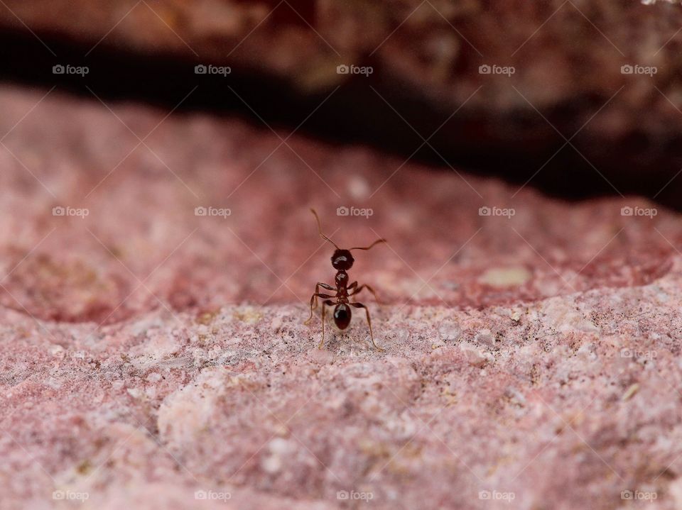 Beautiful macro ant photo