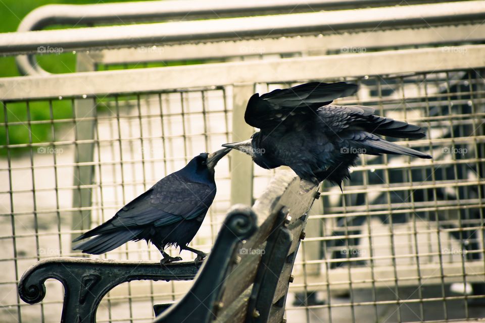 Crows