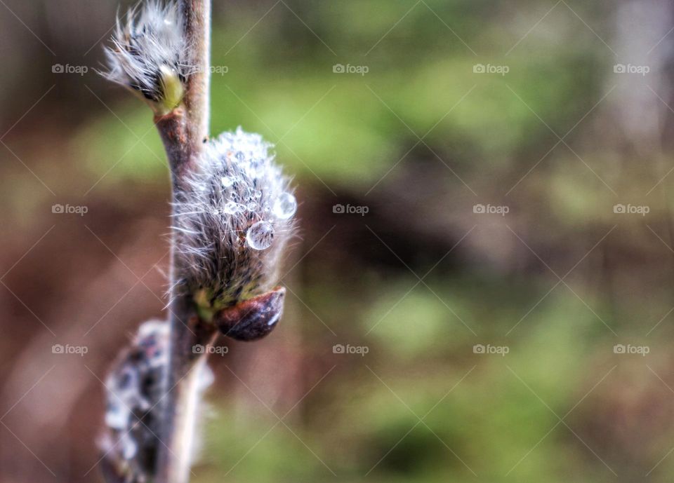 Rain drops on Pussy Willow