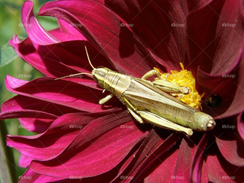 Gold Guthrie Grasshopper