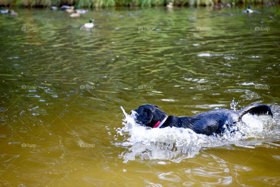 A black hunting dog is stalking ducks in a pond. Running animal with splashes of water.
