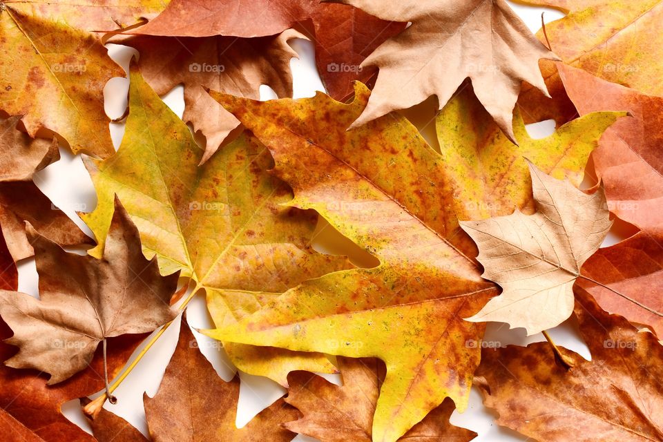 Autumn leaves on a white background 