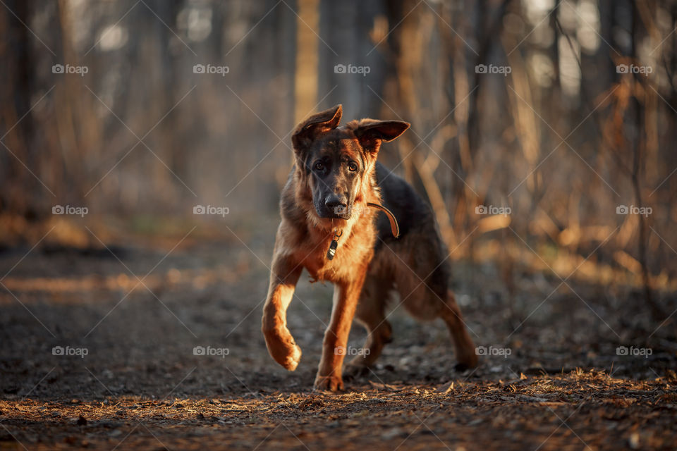 German shepherd 8-th months puppy in a spring forest