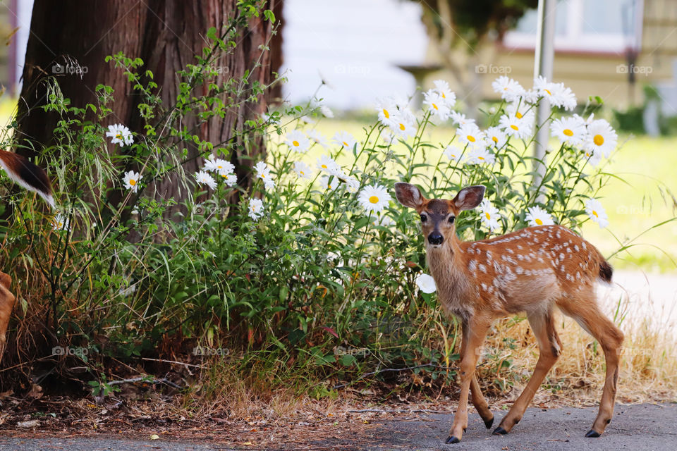 Fawn hopping up in the yard against blooming daisies 