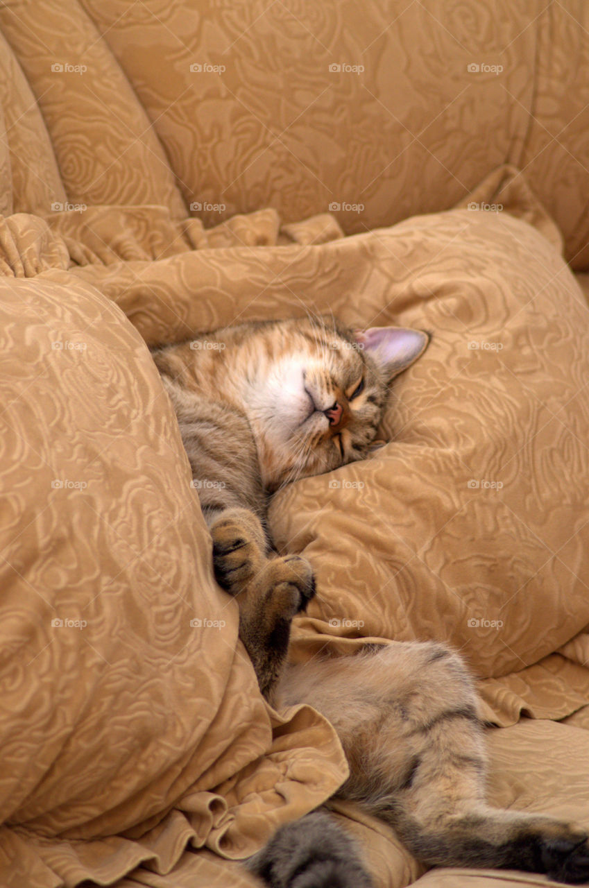 Cat sleeping on sofa