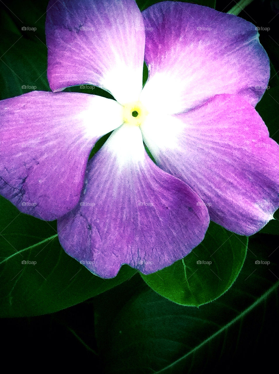 green garden flower purple by carinafox5