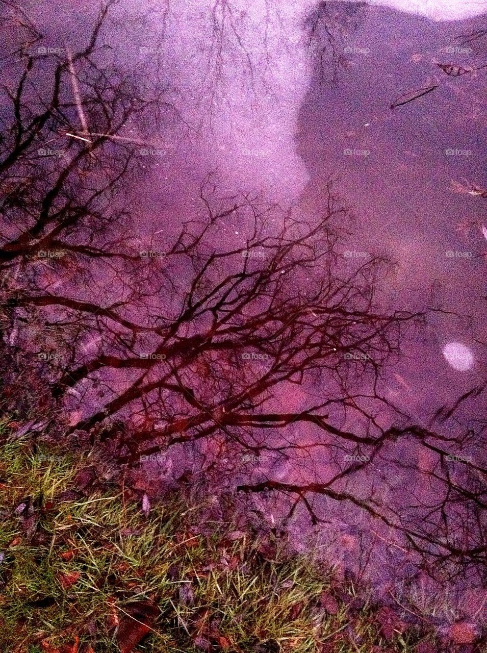 Pond reflection