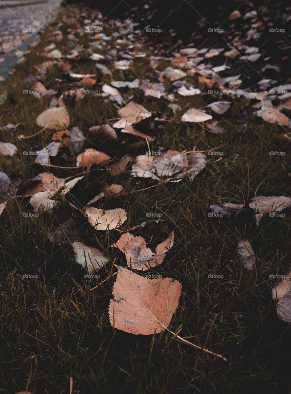 A beautiful view of withered autumn poplar leaves scattered on the lawn near the road, close-up side view.