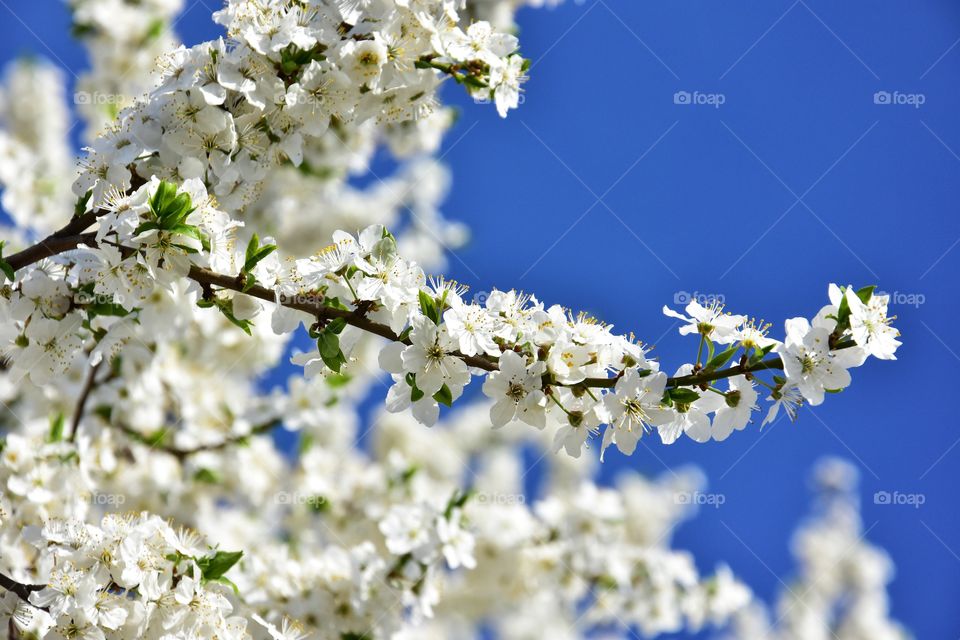 white blooming tree branch