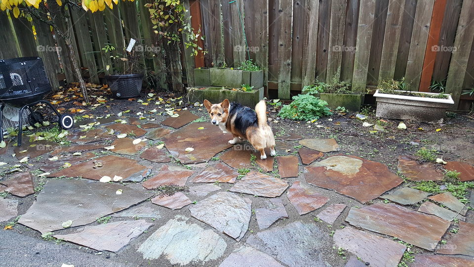 corgi am just doing  yoga