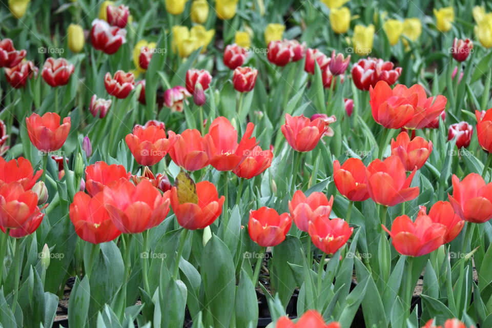 Garden tulip