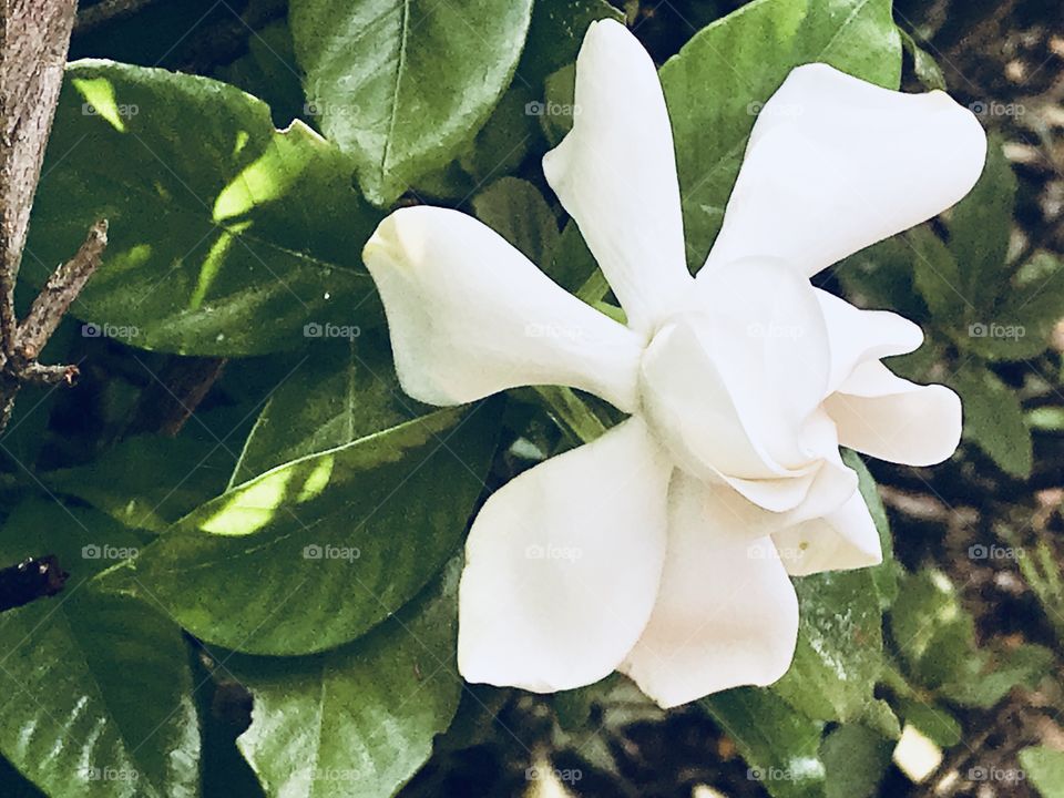 White gardenia flower bloom