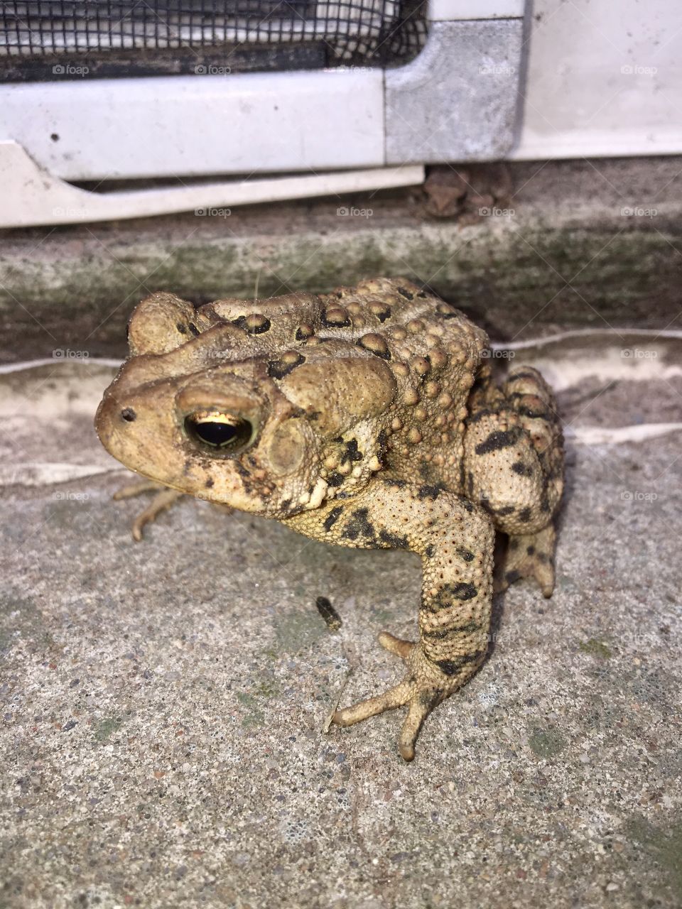 A large toad living in my window well. The window well collects moisture making it a great home for a toad. Taken at my rural house in Ontario, Canada.