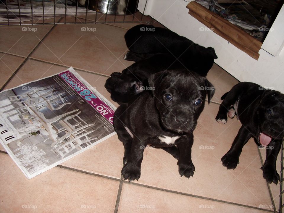 Staffy Pups 