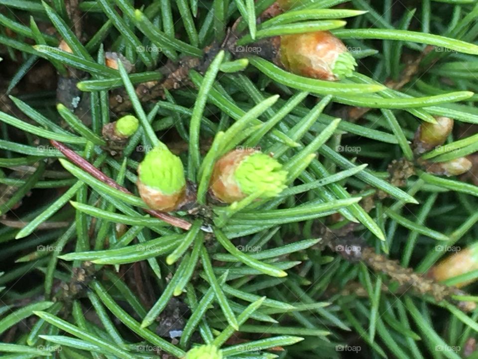 buds on spruce