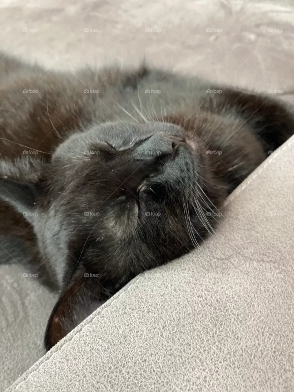 Cat sleeping on a sofa 