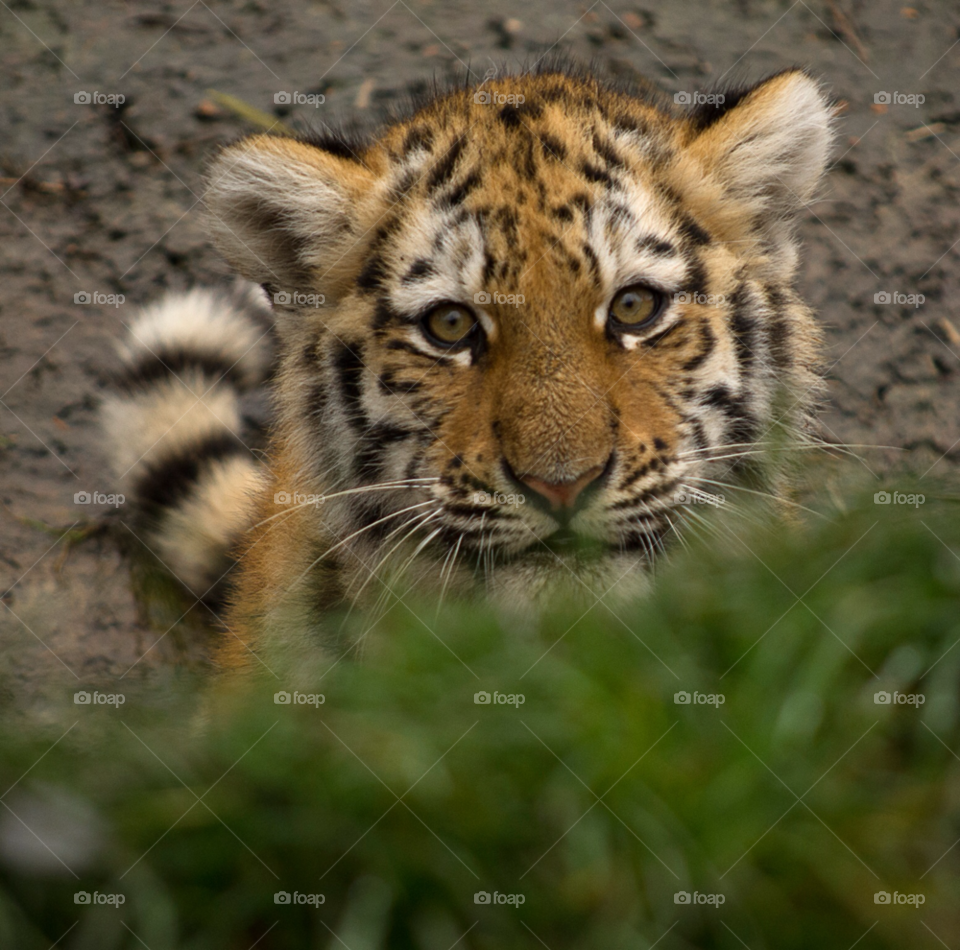 territory nature tiger industry by gaillewisbraznell